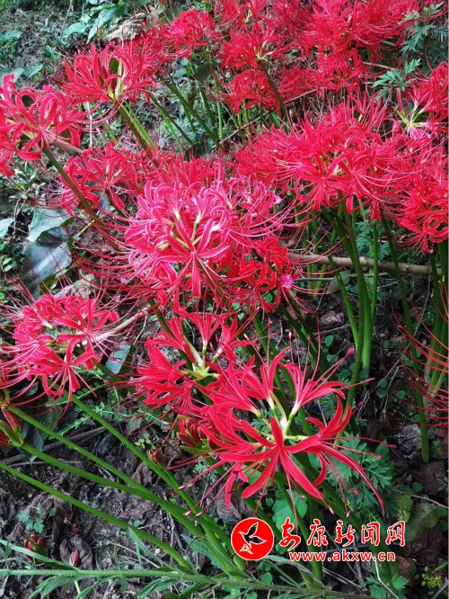 彼岸花8_meitu_1.jpg