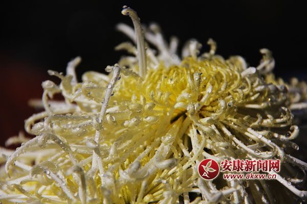 9ջʢ_ƢӭL(fng)ŭ׿ȻSٻͬcٻcscĺɠG