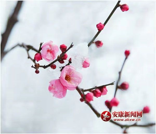 L(zhng)Lwl(shu)һփɰ