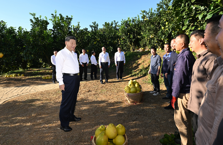 2025年11月7日，習(xí)近平總書記在梅州市梅縣區(qū)雁洋鎮(zhèn)南福金柚種植基地考察時，同果農(nóng)和農(nóng)技人員親切交流。