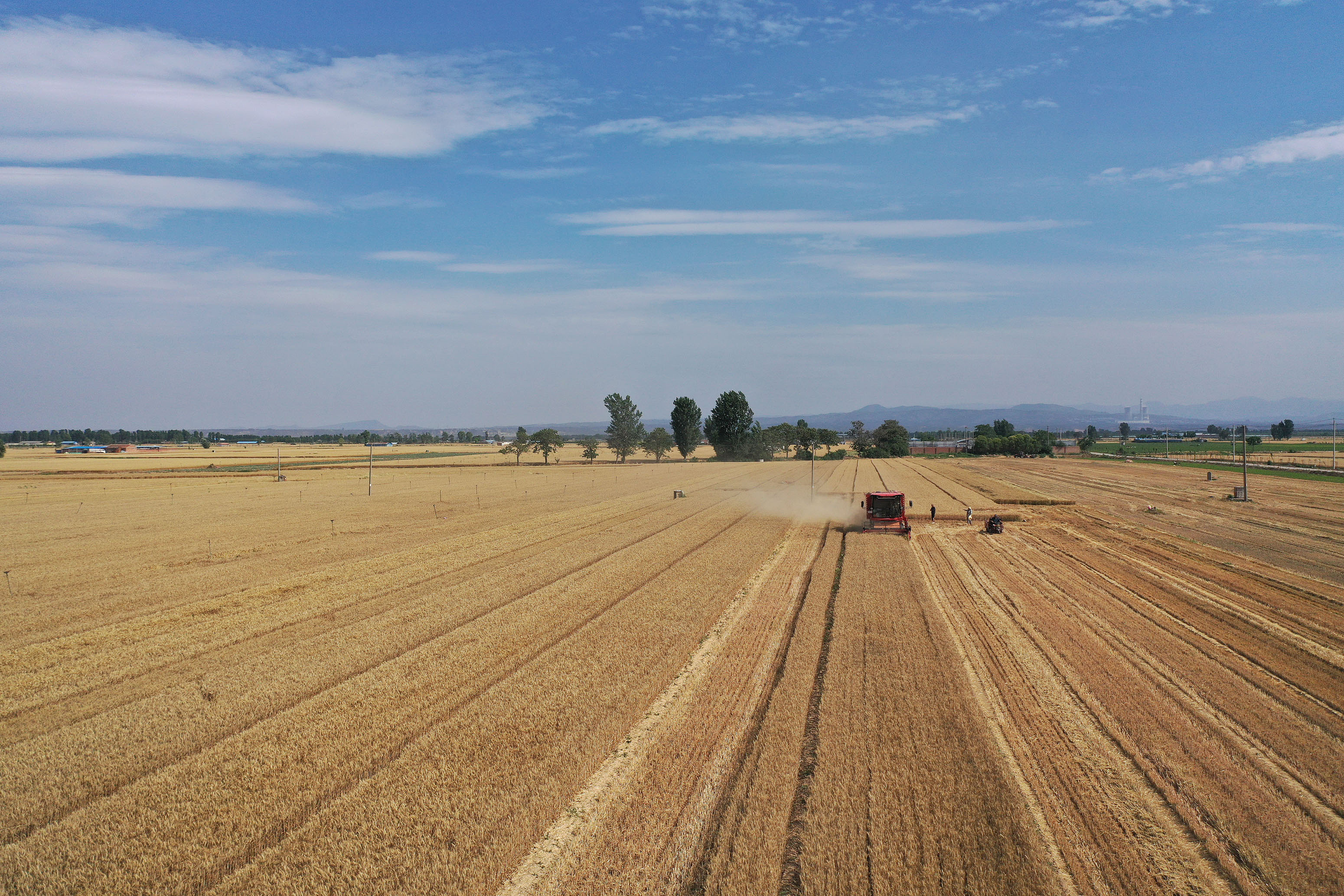 2025年6月3日，河南焦作，溫縣黃河街道灘王莊村農(nóng)民駕駛收割機(jī)收獲小麥。