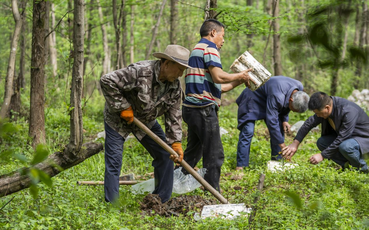 2025年4月16日，江西新余，仙女湖區(qū)河下鎮(zhèn)花園村林場(chǎng)，人們正在搬運(yùn)、栽植靈芝菌棒。